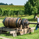 découvrez comment l’histoire et l’anthropologie du cidre explorent son évolution, ses traditions et ses rôles culturels à travers les siècles et différentes sociétés.
