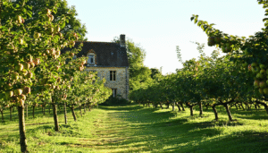 découvrez les meilleures destinations où le cidre est à l'honneur : traditions, terroirs, dégustations et conseils pour organiser un voyage authentique au pays du cidre.