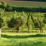 découvrez comment le cidre au pays de galles allie traditions ancestrales et innovations modernes. plongez dans l’histoire, les saveurs locales et l’avenir de cette boisson emblématique galloise.