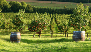 découvrez comment le cidre au pays de galles allie traditions ancestrales et innovations modernes. plongez dans l’histoire, les saveurs locales et l’avenir de cette boisson emblématique galloise.